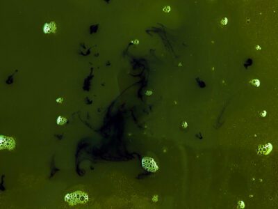 Fotosentetik Bakteri Nedir? Fotosentetik Bakteri Türleri