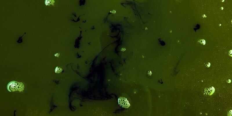 Fotosentetik Bakteriler