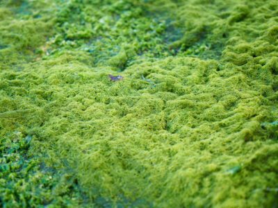 Alg Nedir? Alg Türleri