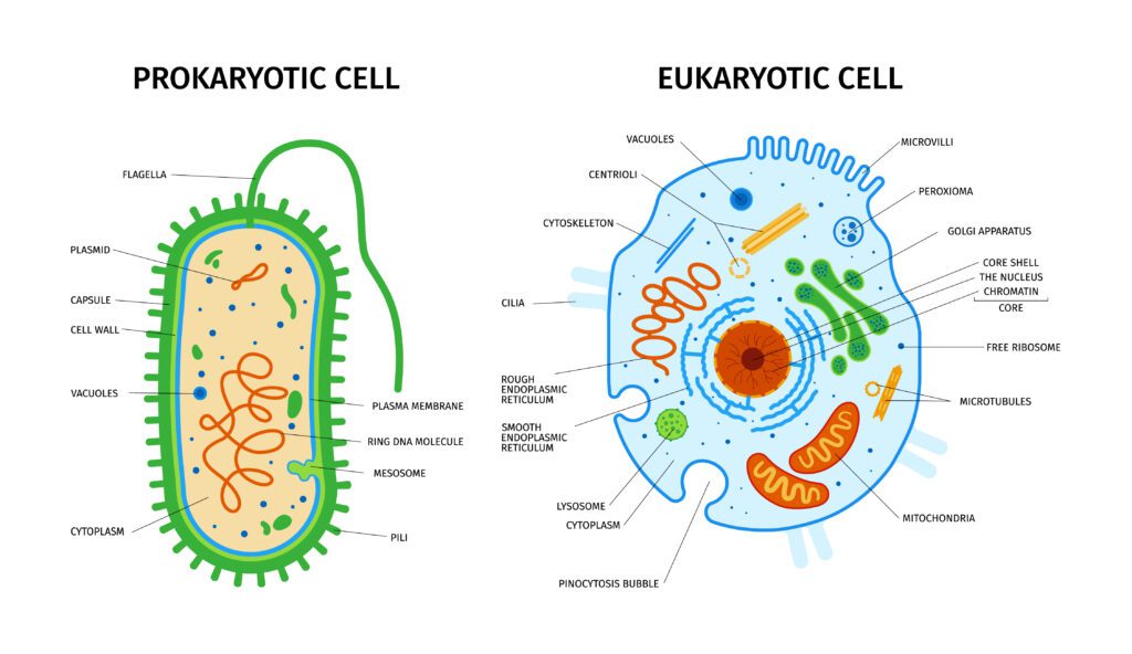 Protozoa nedir?