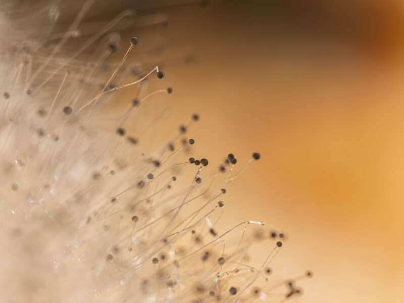 fungus