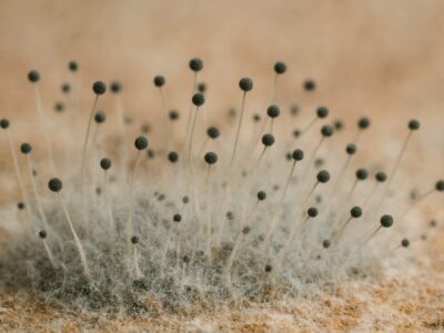 Küf Nedir? Faydalı ve Zararlı Küf Türleri