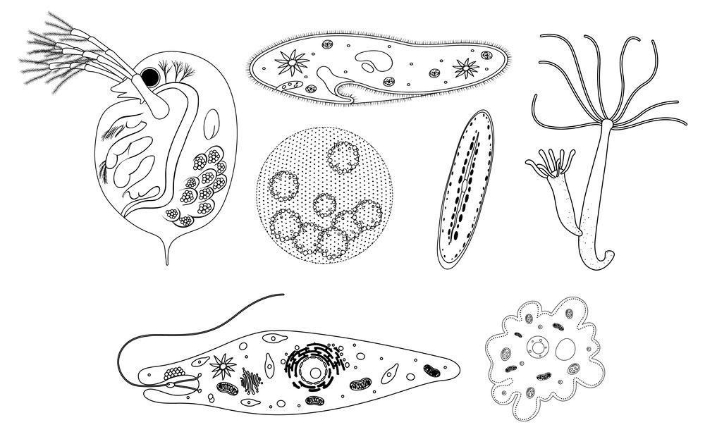 Protozoa Çeşitleri